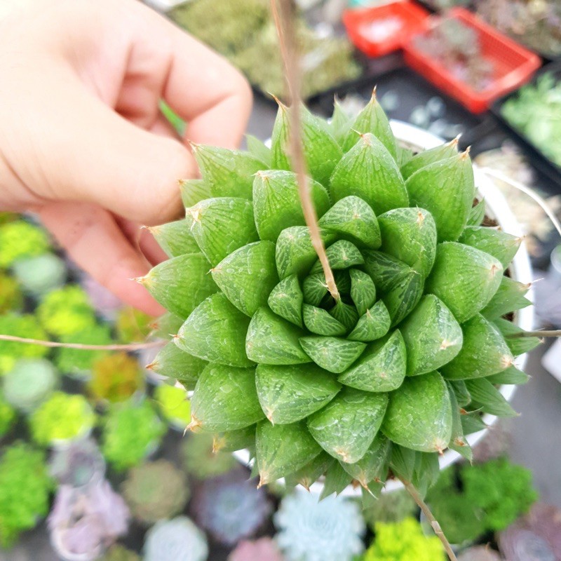 SEN ĐÁ DẠ QUANG SIZE TRUNG BÌNH LỖI 1 ĐỔI 1
