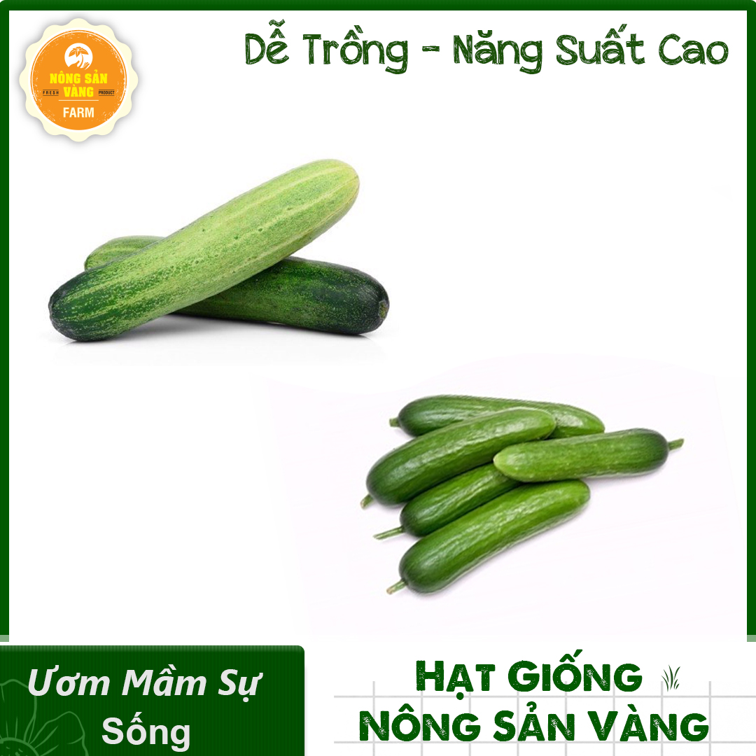 Combo 2 melon seed (cucumber-cucumber beam) growth fast, high yield-shallow gold