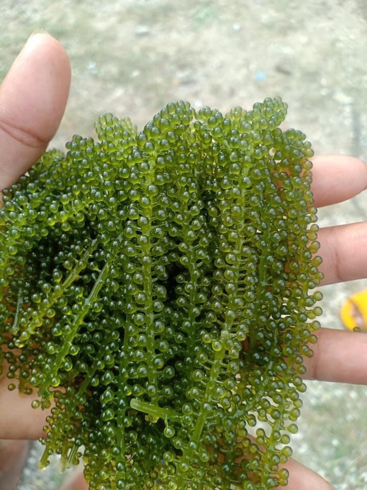 COMBO 2 GOI RONG NHO BIỂN