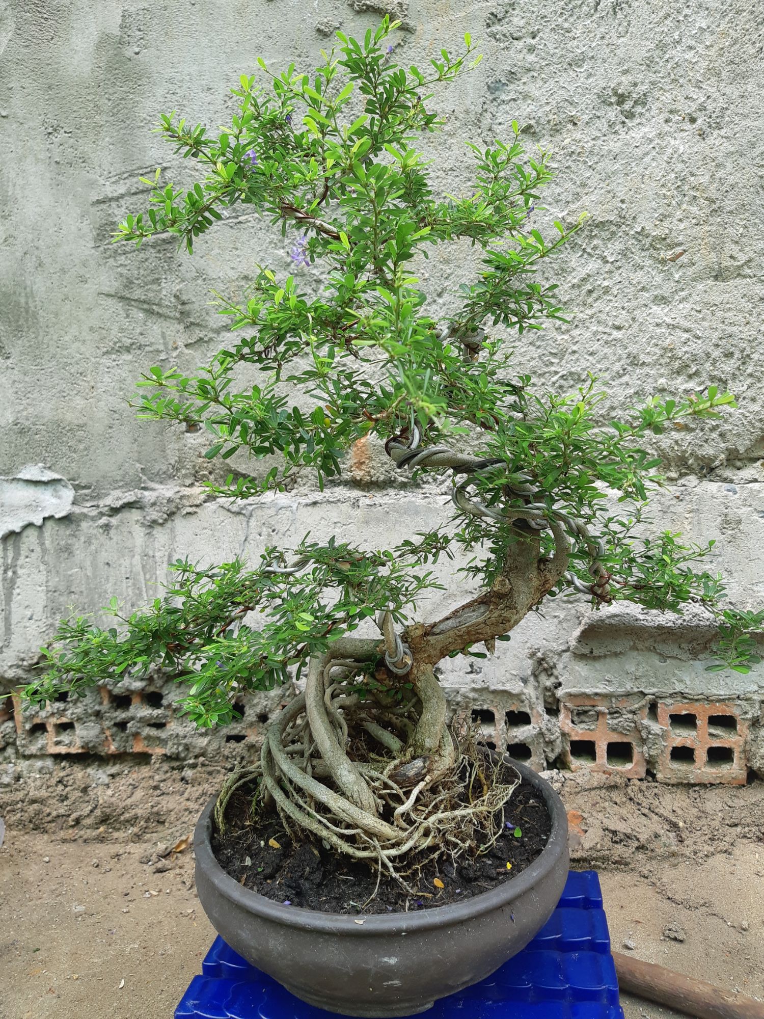 linh sam bonsai gốc quái