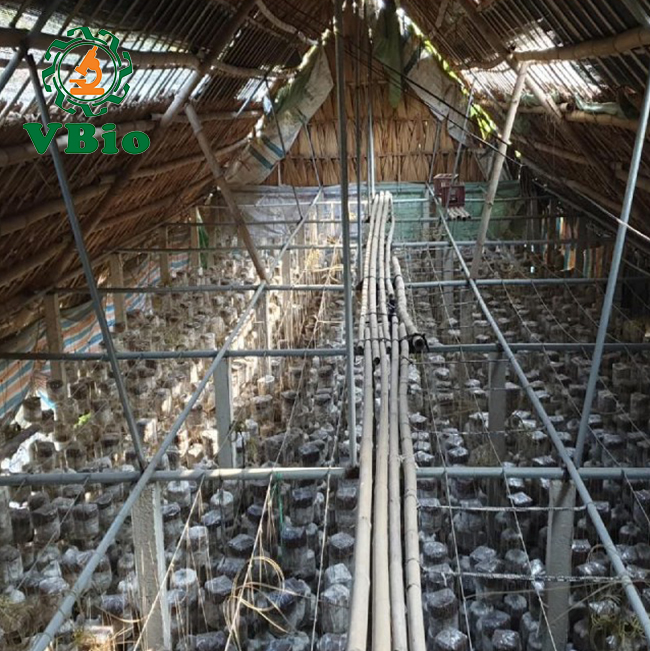 Phôi nấm sò trắng - Phôi nấm bào ngư