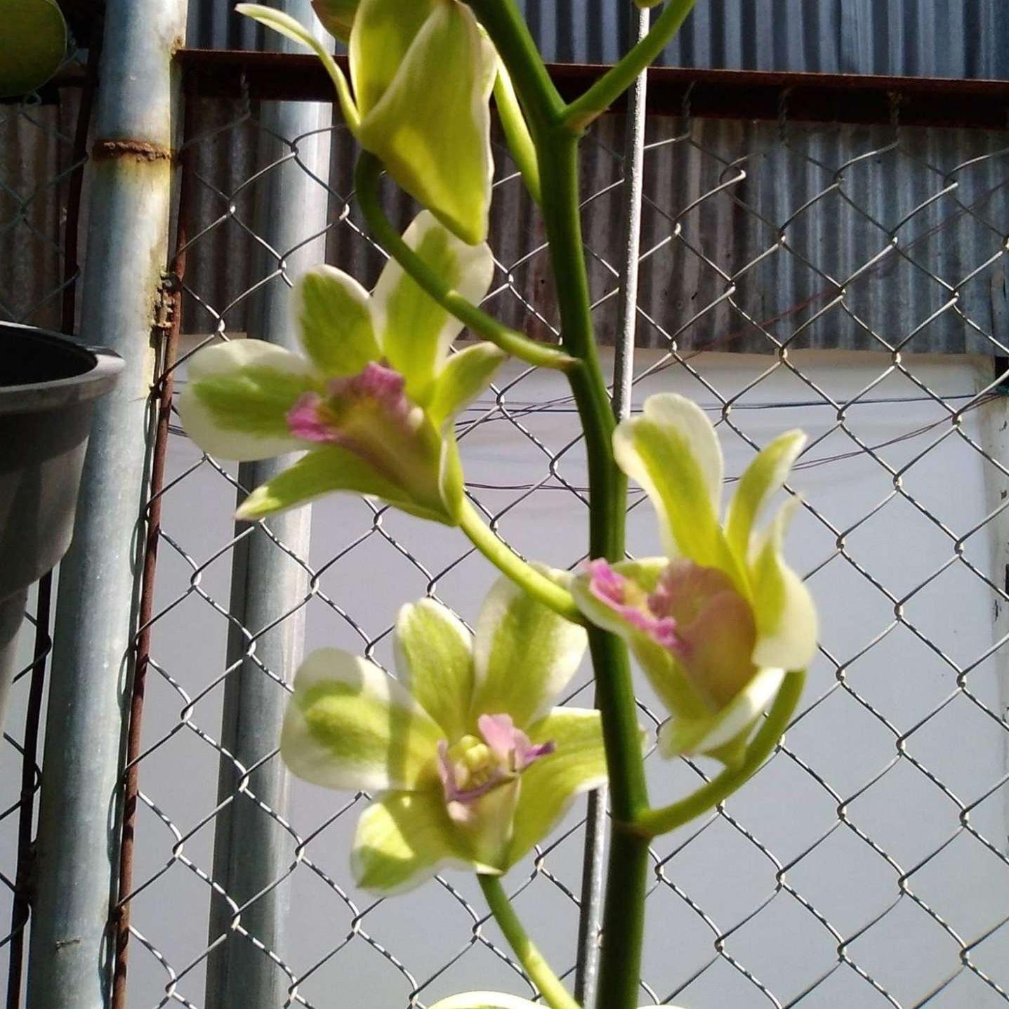 Dendro Orchid with Striped Leaves That Bring Good Fortune