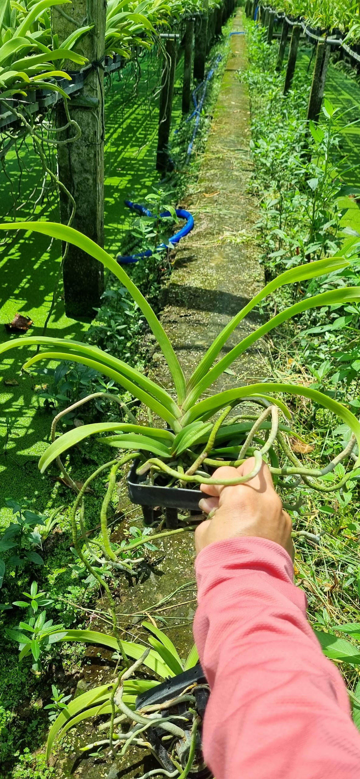 Hoa lan ngọc điểm lai Vanda