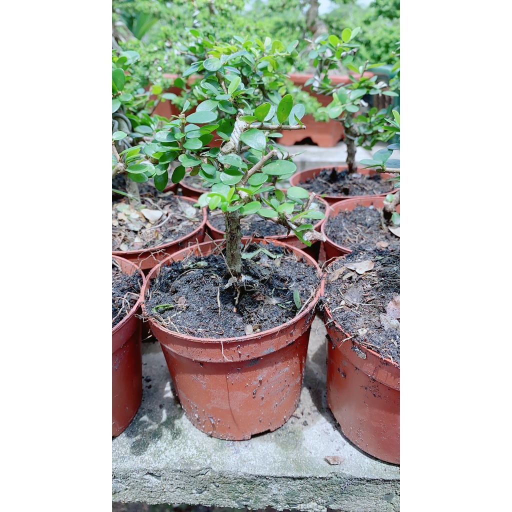 Linh Sam Trái Bonsai