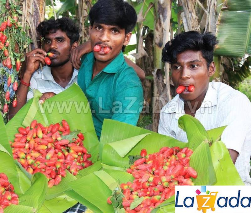 SỈ- Hạt Giống Cây Bình Bát Dây Dây Bát Mãng Bát (50Hạt)