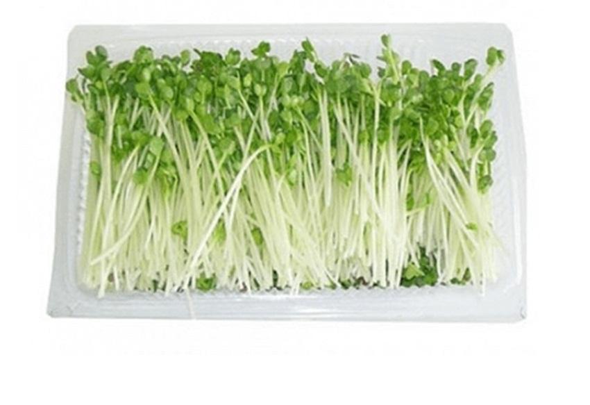 Hạt Giống rau MẦM CẢI XANH ĐÀ LẠT ( NEW ZEALAND)