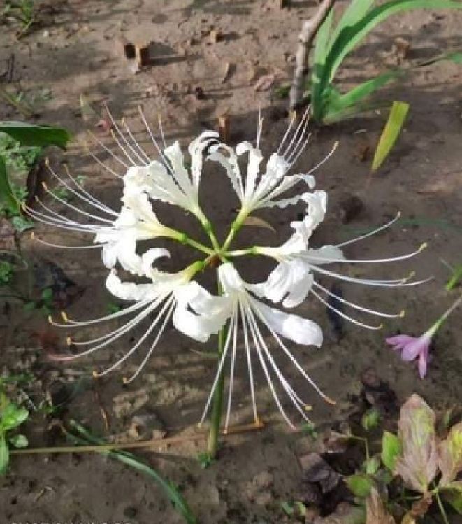 Củ giống hoa bỉ ngạn hoa màu trắng ( 1 củ )[Seeds]