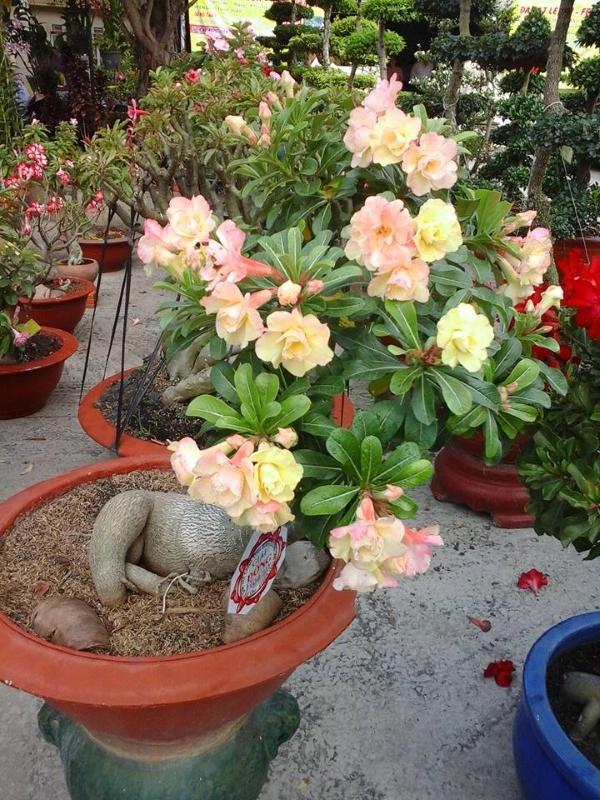 Hạt giống hoa sứ kép mix màu