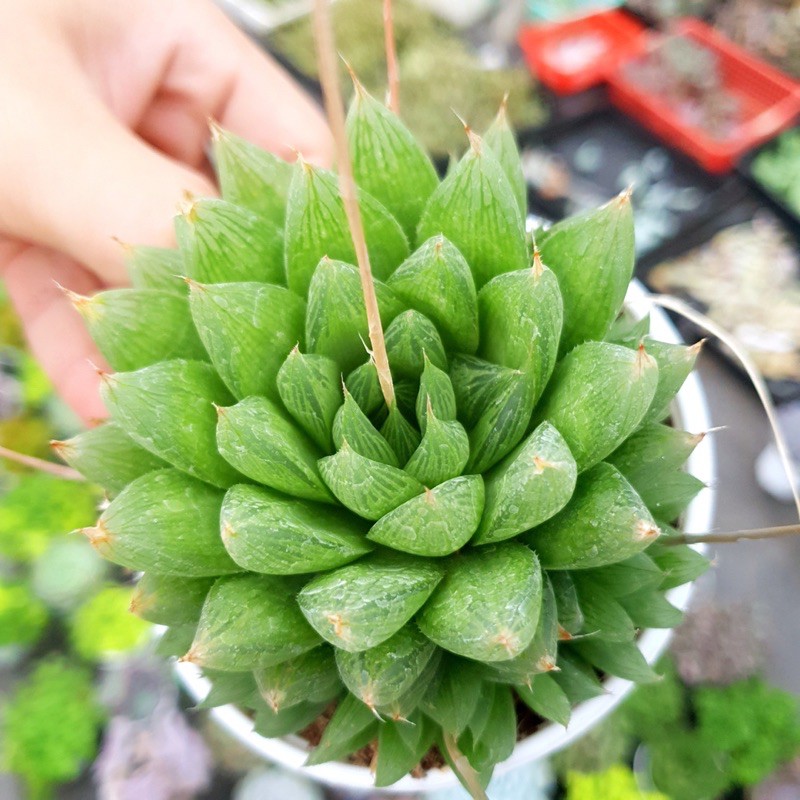 SEN ĐÁ DẠ QUANG SIZE TRUNG BÌNH LỖI 1 ĐỔI 1