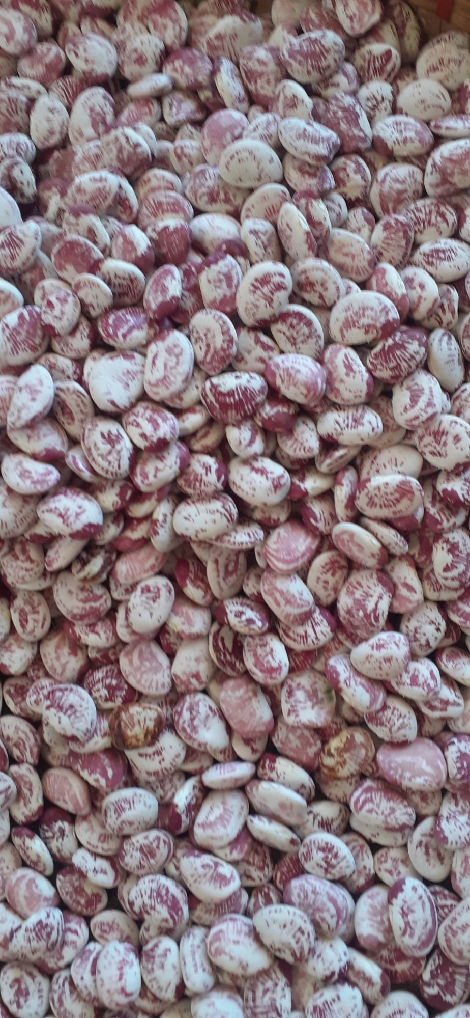 1kg hạt đậu ngự