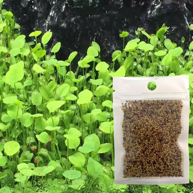 Hạt Trân Châu Lá Lớn- Hạt Giống Thuỷ Sinh