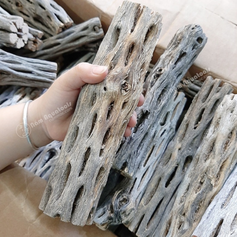 Lũa Cholla Chuyên Cho Tép Cảnh