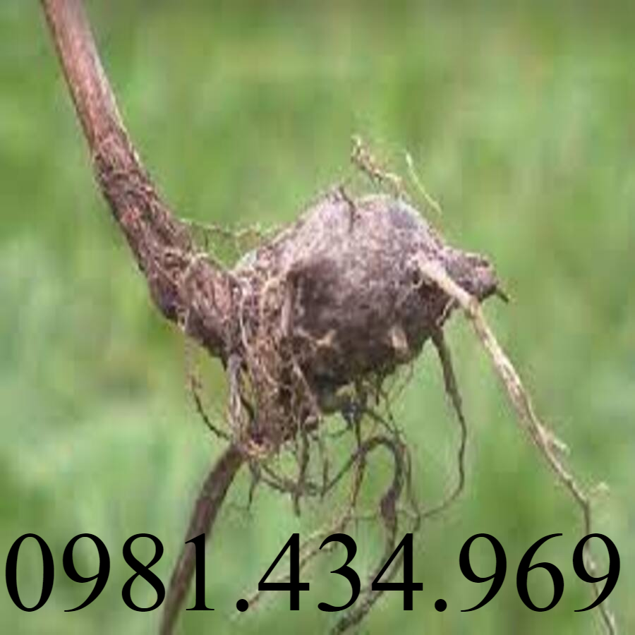 Củ Gấu (Cỏ Gấu, Hương Phụ) Khô 1KG MỚI