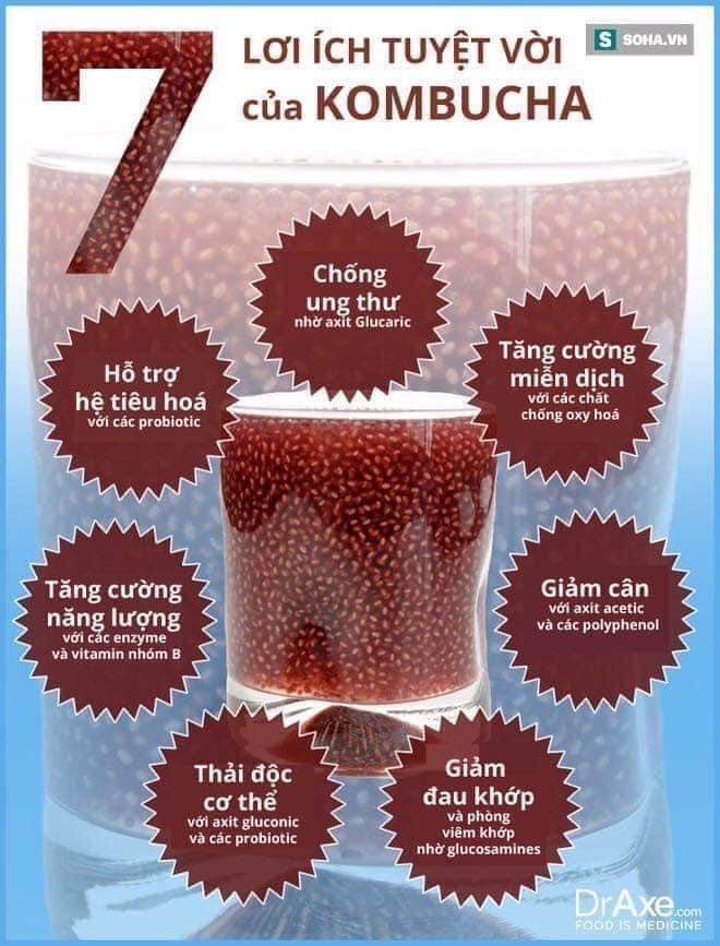 Combo 3 con nấm làm trà Kombucha