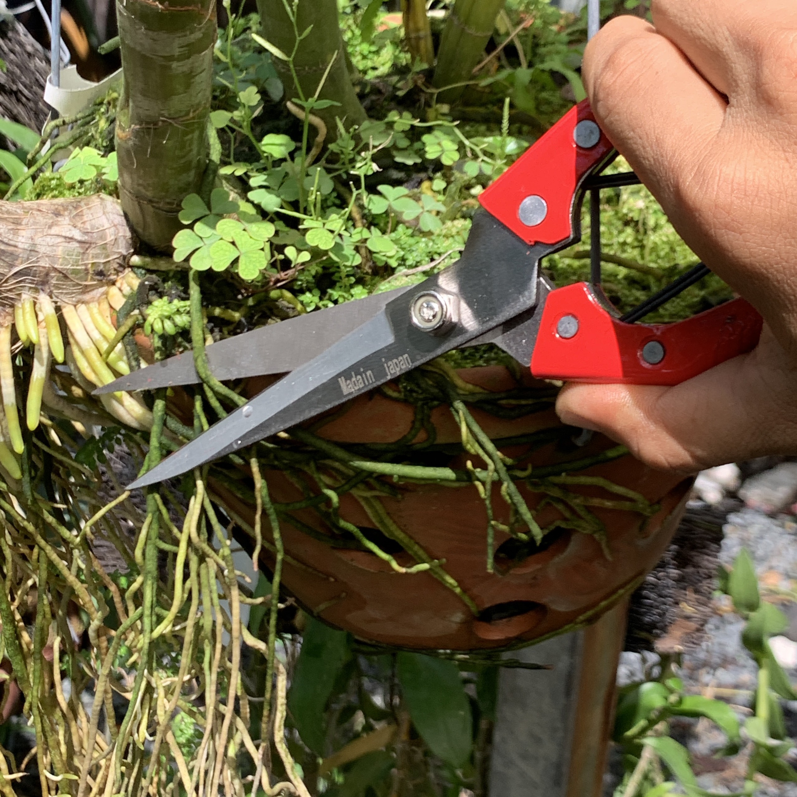 Kéo cắt tỉa cành cây
