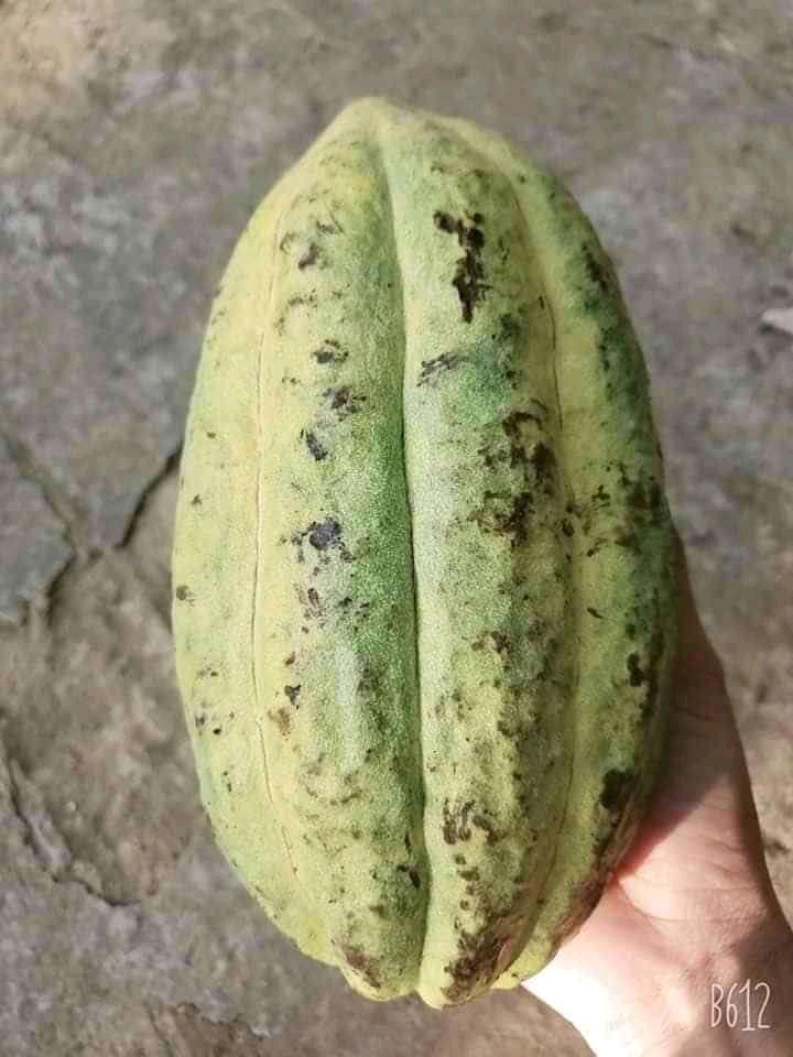 Bột ca cao nguyên chất, không đường, không pha trộn  (HÀNG CÔNG TY chính hãng)