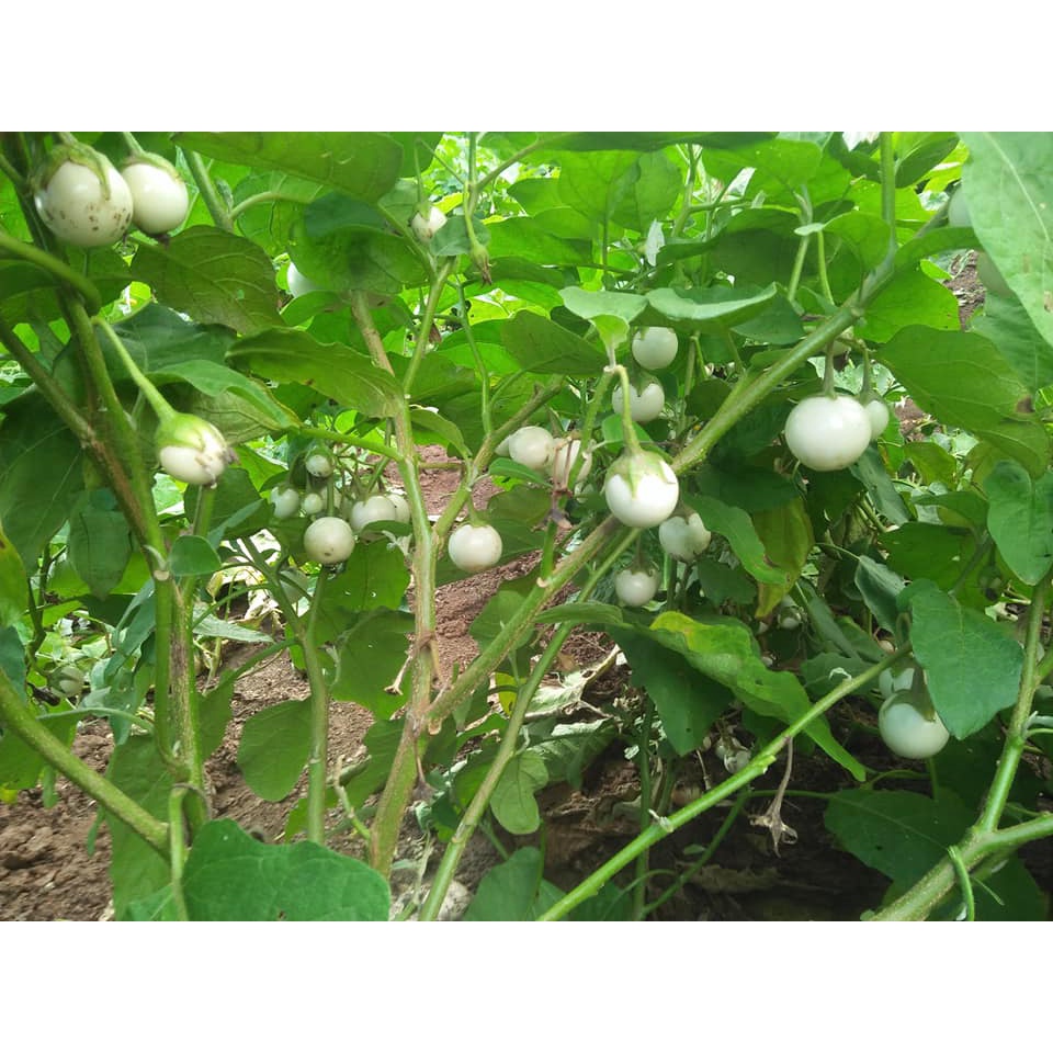 Hạt giống Cà Pháo Tím - Cà Pháo Trắng TN - 49