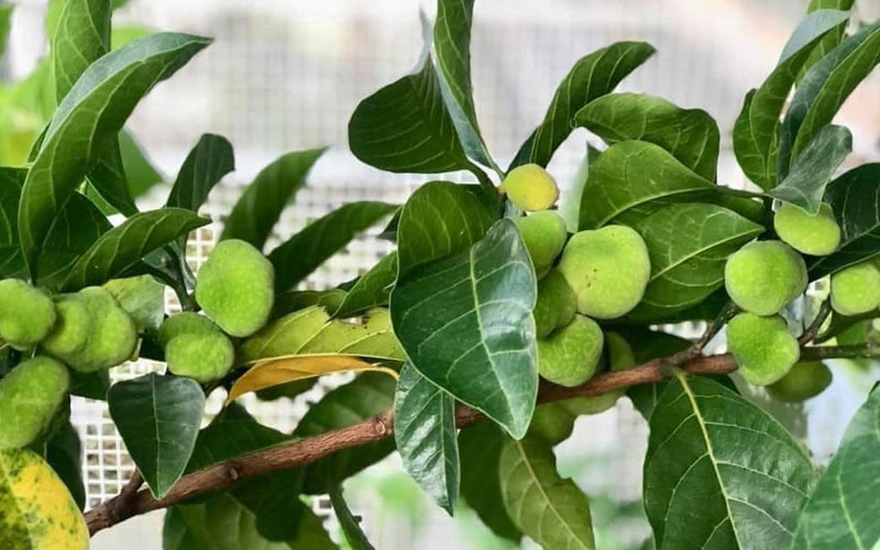 cây giống Vải thiều chín sớm