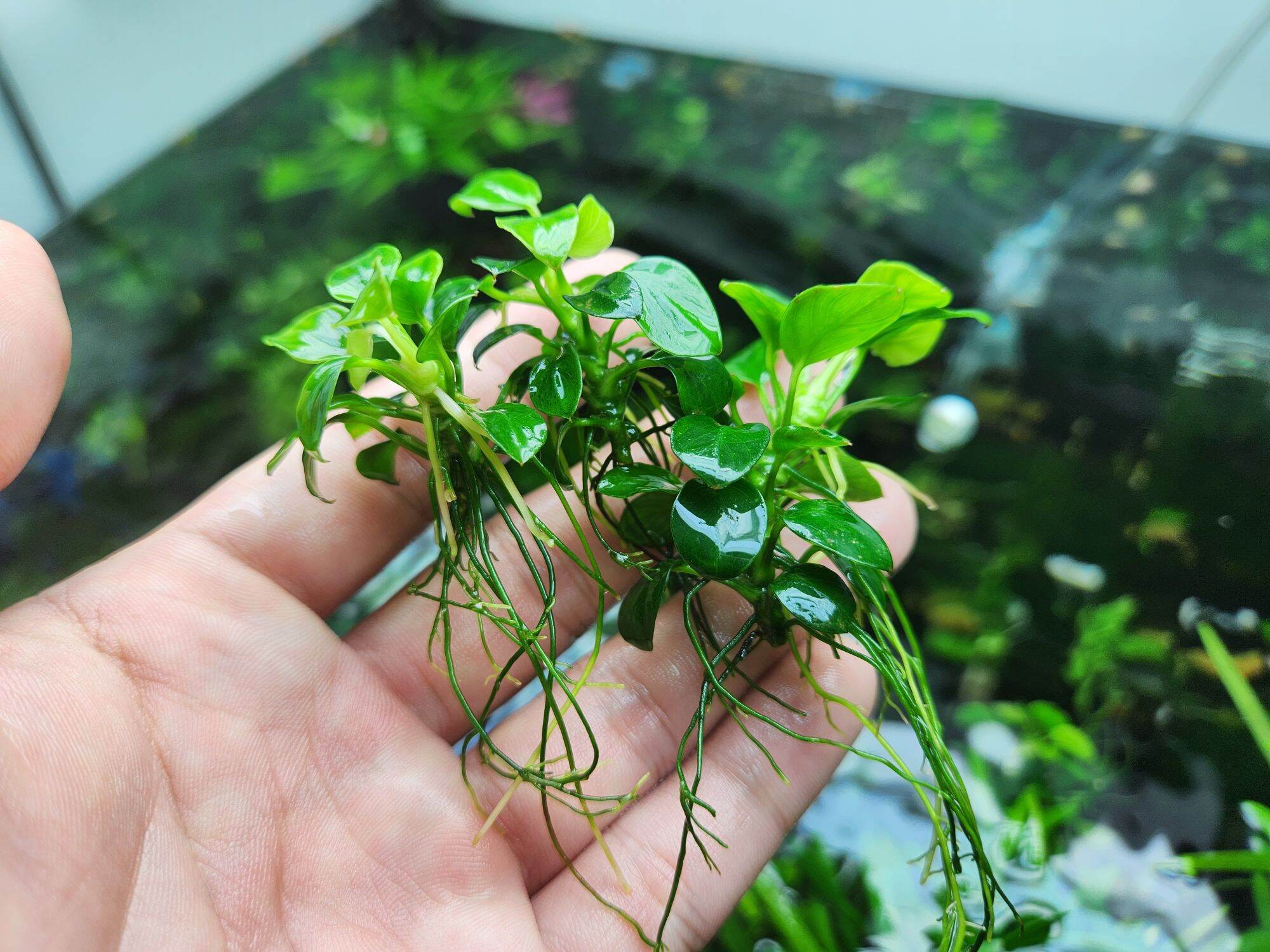 1 Ngọn Ráy nana pettit, Thái, Sing