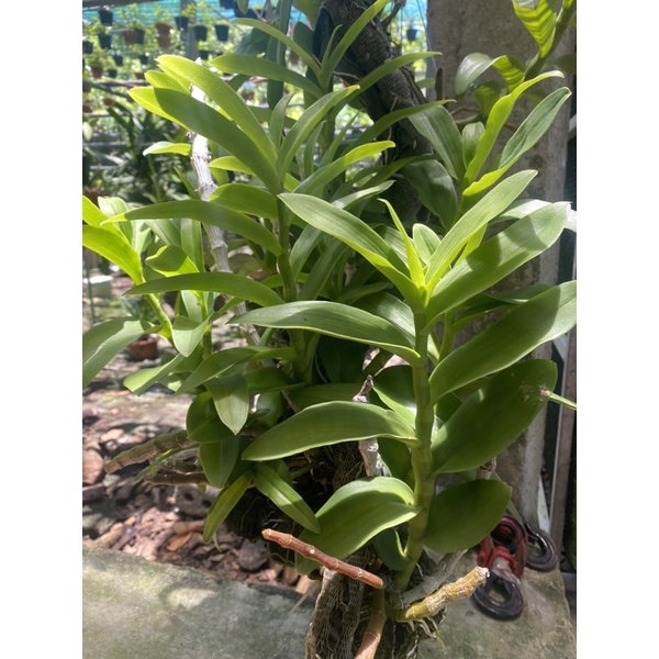 LAN TRẦM RỒNG ĐỎ CỰC ĐẸP