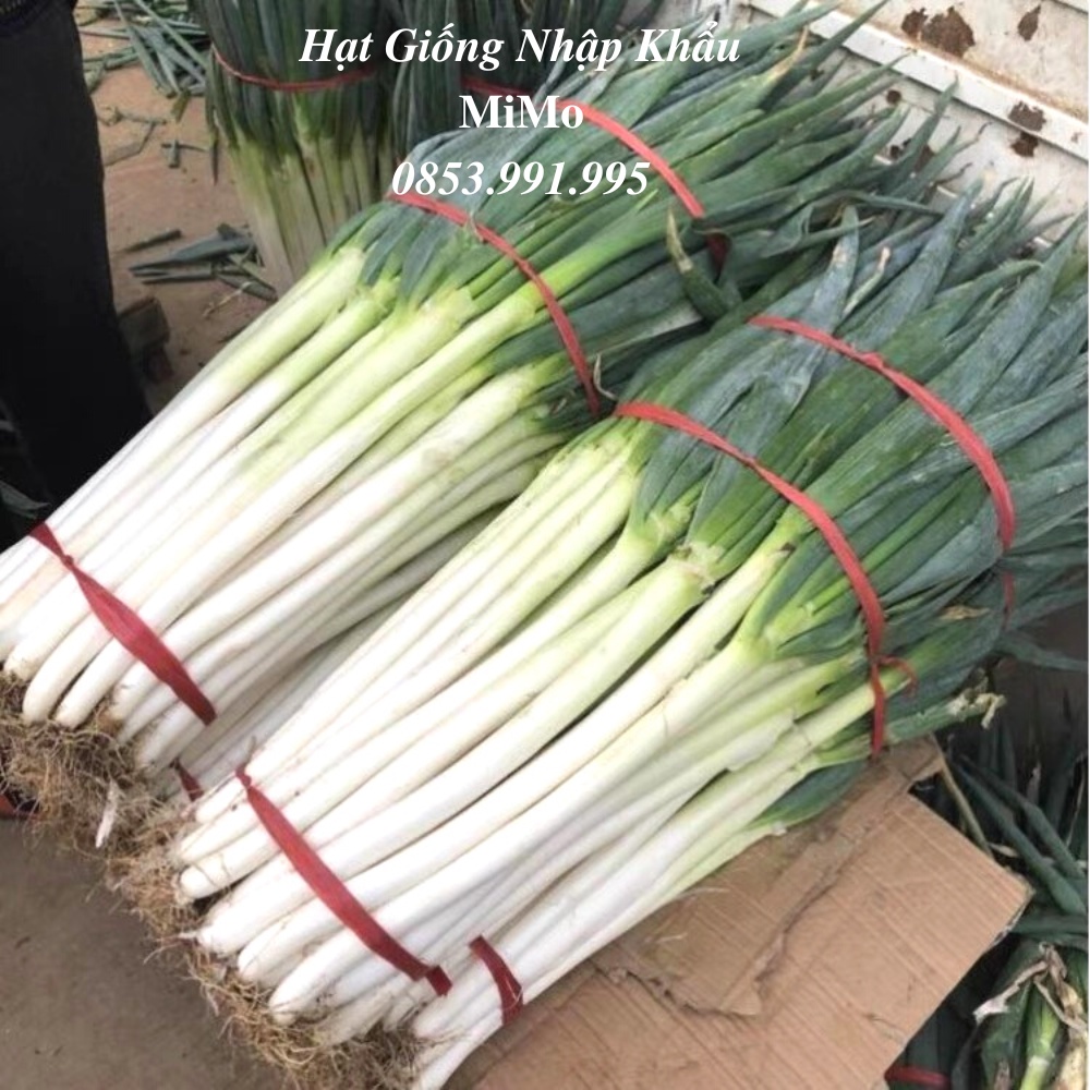 Hạt giống hành baro - hành paro khổng lồ