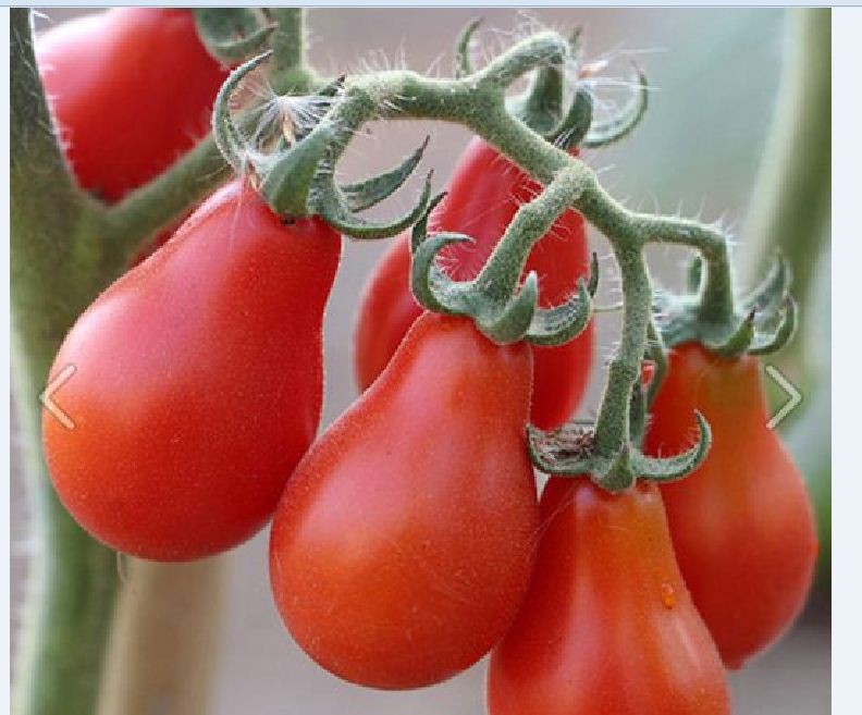 Hạt giống cà chua quả lê đỏ - Gói 30 Hạt