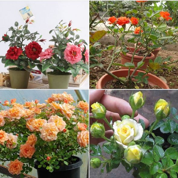 Hạt giống hoa hồng tỉ muội mix - 20 hạt