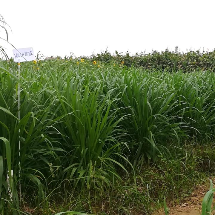 Hạt giống cỏ chịu lạnh Mulato 2 gói 100gr