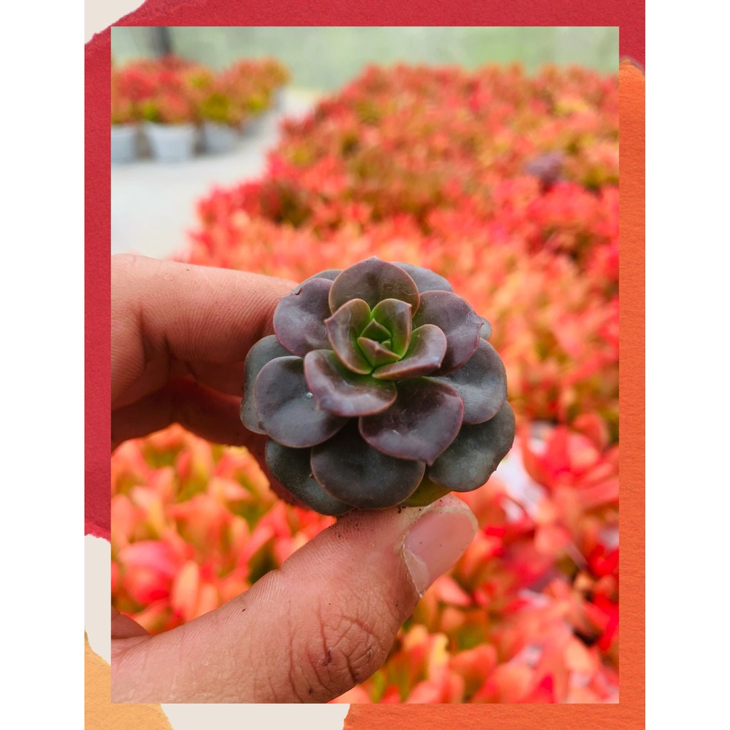 SEN ĐÁ NHẬT NGUYỆT  SIZE MINI   ĐÀ LẠT  HƯ 1 ĐỔI 1  SIÊU CUTE