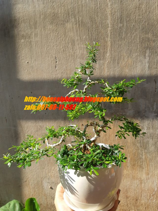 linh sam bonsai mini TẶNG CHẬU