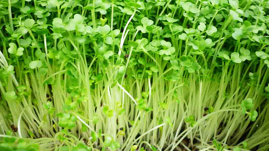 Healthy sprouting seeds healthy 20gr package