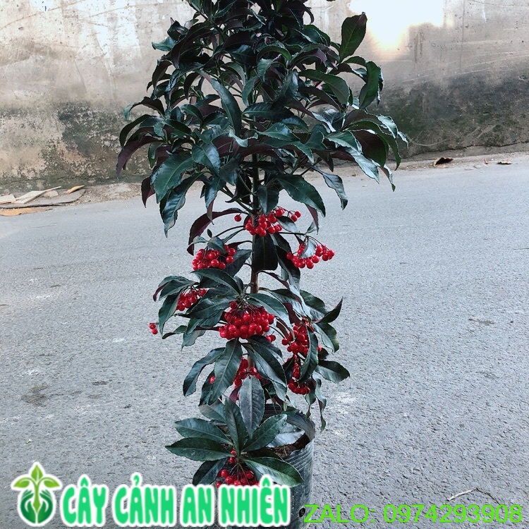 Cây kim ngân lượng size lớn