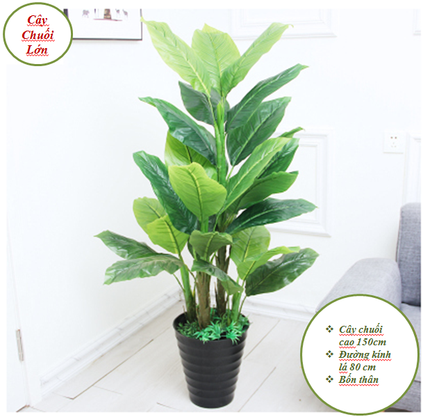 Cây Chuối Lớn Cảnh