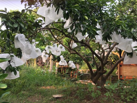 ( SÉT Siêu Khuyến Mãi ) 50 TÚI BỌC MÍT... CÓ DÂY RÚT 50*70  CM