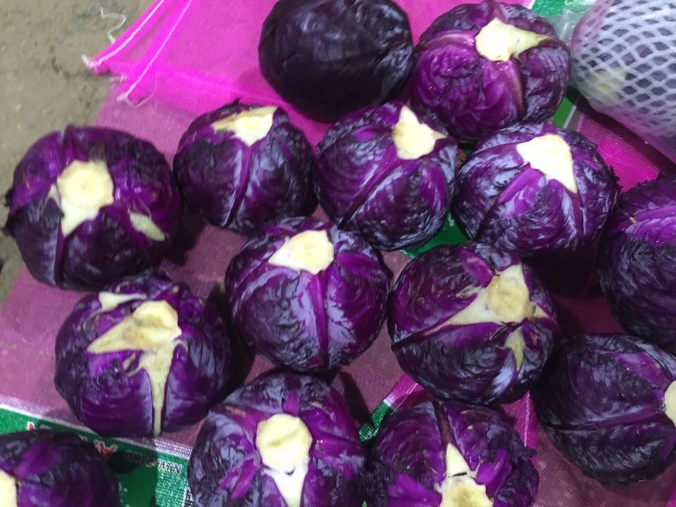 Hạt giống cải bắp đỏ - 1gram