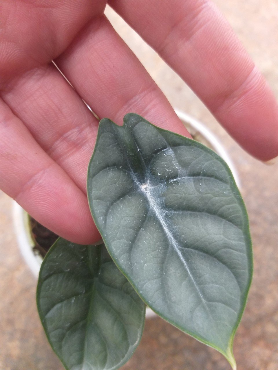 Rồng Bạc - Alocasia siver dragon cây con.