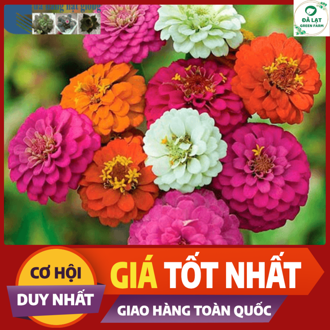 50H - HẠT GIỐNG HOA CÚC LÁ NHÁM