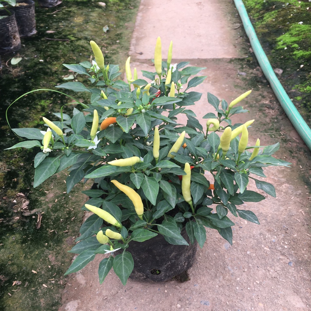 Cây ớt chỉ thiên,ớt cảnh siêu qủa,siêu cay