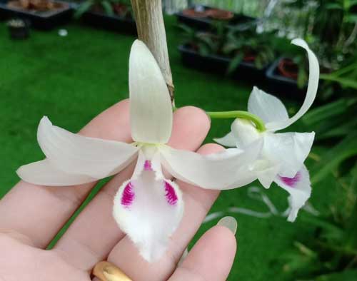 Phi điệp 5CT HÙNG VƯƠNG, ki tách thân mẹ to khỏe