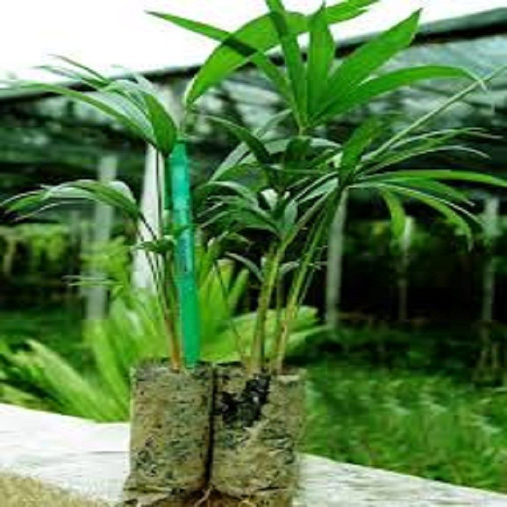 Cây mây thái, cây giống năng suất cao vừa lấy quả, vừa lấy thân lợi cả đôi đường