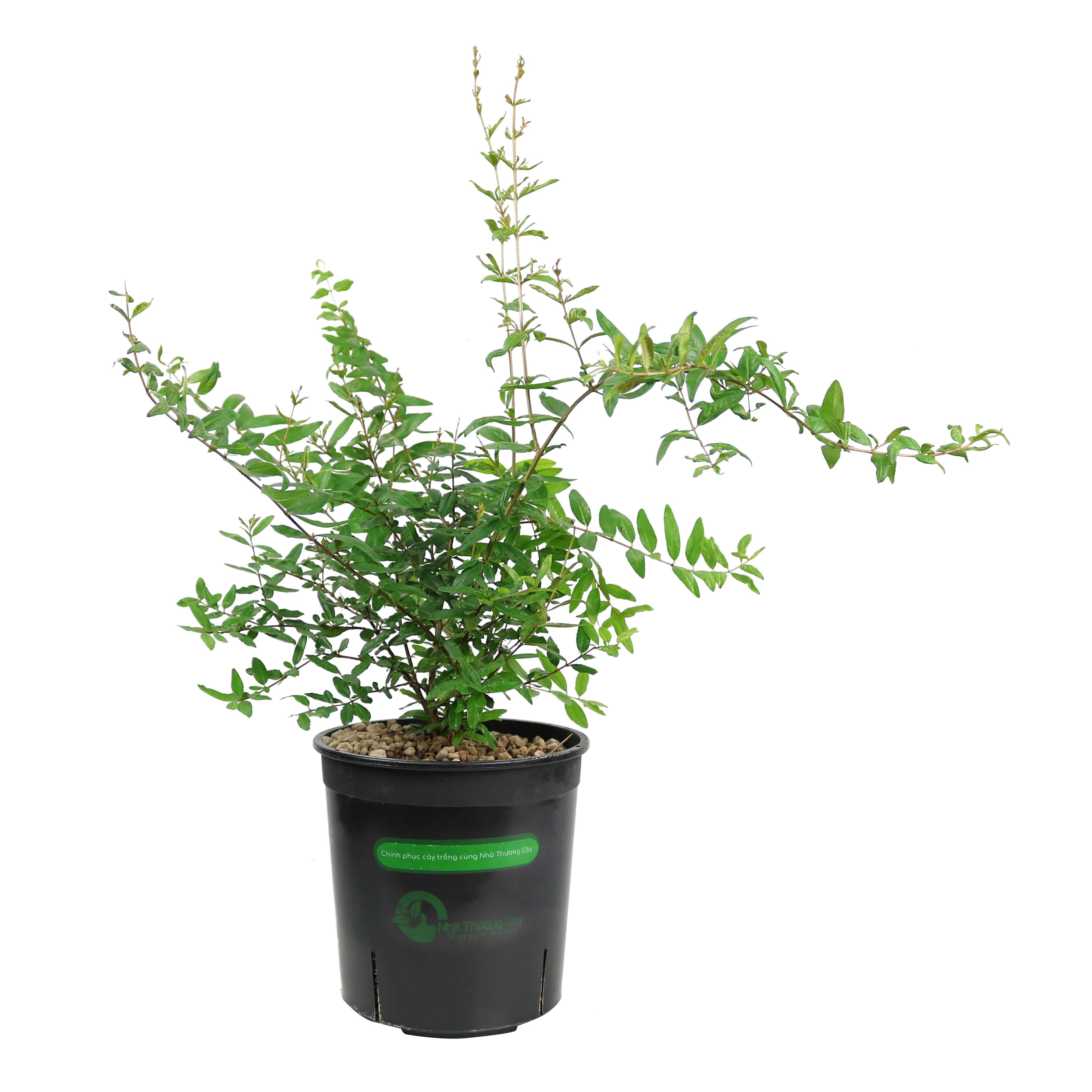 Lựu đỏ Ai Cập | Cây có trái | Punica Granatum