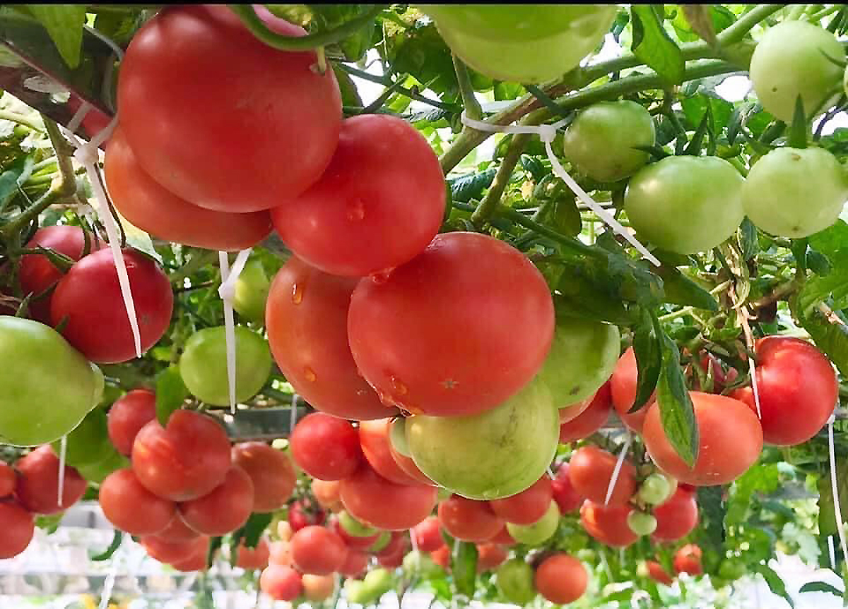 CÀ CHUA LEO GIÀN CÀ CHUA BẠCH TUỘC GÓI 20 HẠT