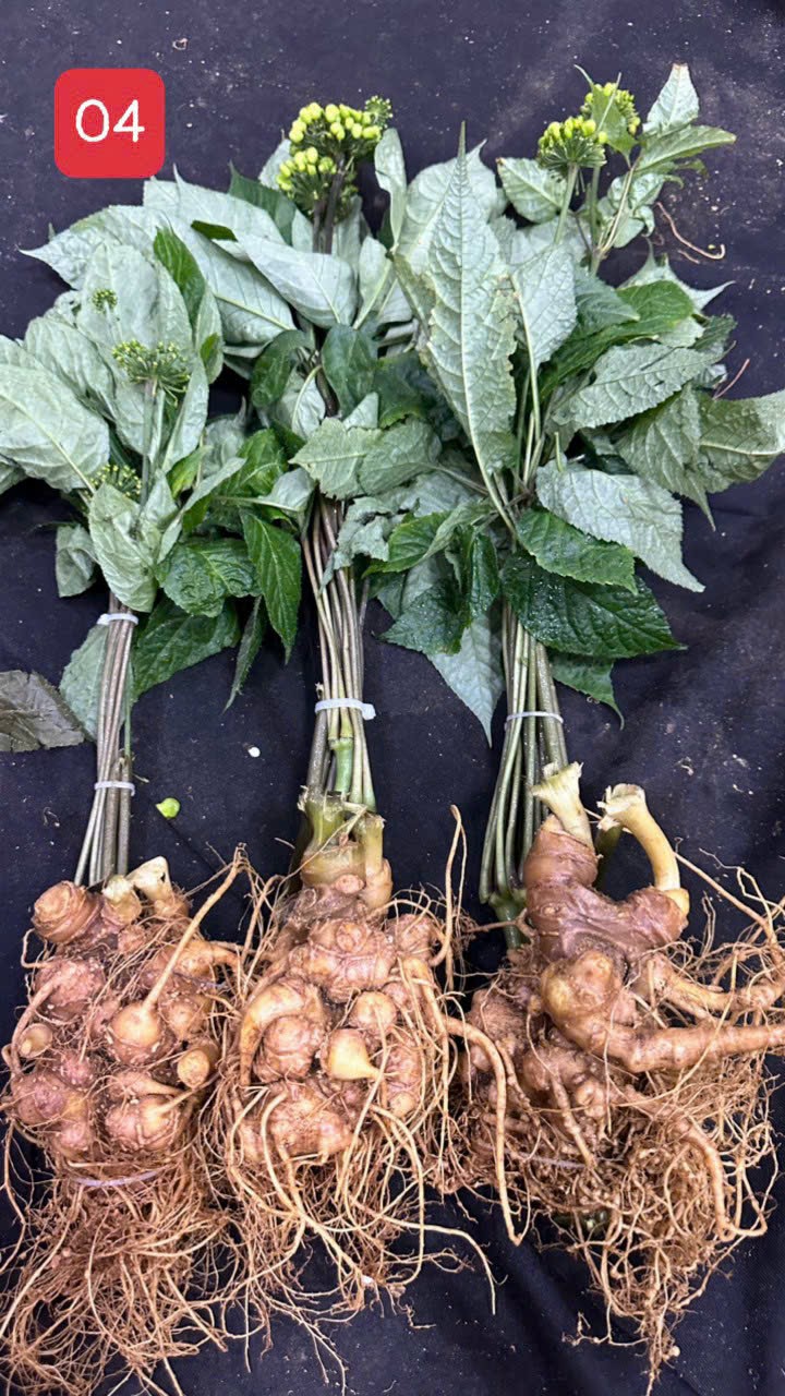 Ginseng Ngoc Linh size 2-8 bulb/kg of ginseng standard
