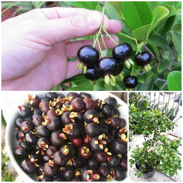 Cây giống cherry Brazil - C031