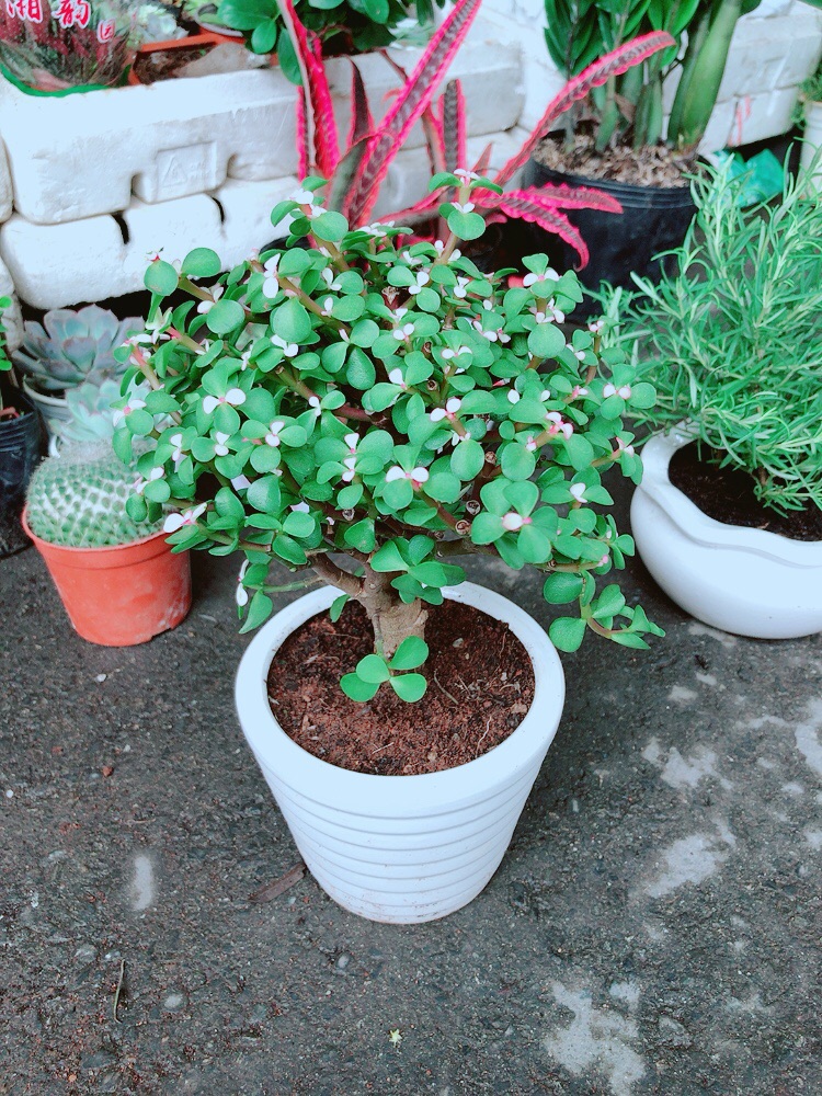 Chậu Sen Đá Cổ Thụ