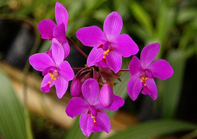 Địa lan chu đỉnh tím đang nụ