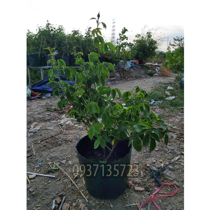 [HCM]CÂY HOA HỒNG TƯỜNG VY  SA ĐÉC