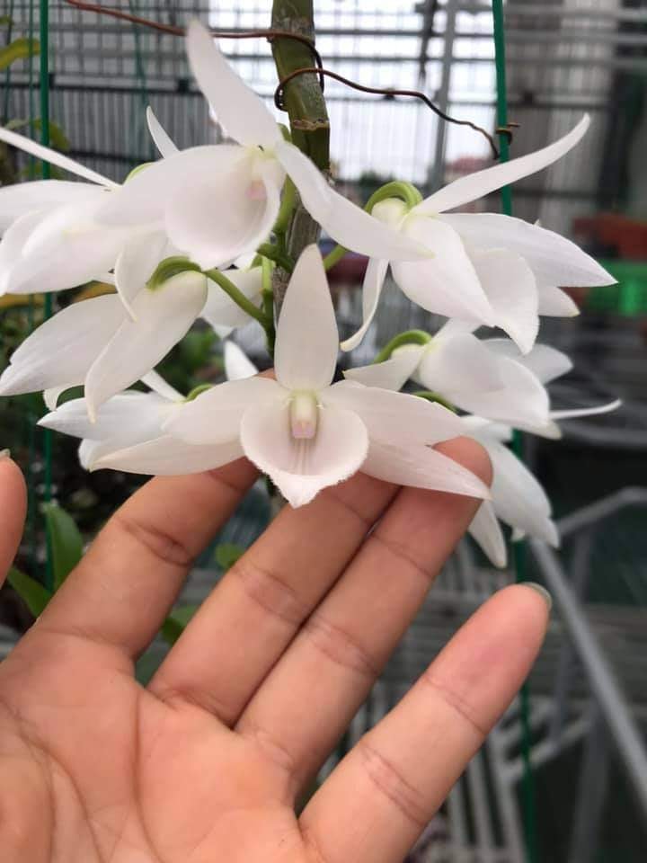 Hoa lan 5ct long điền ( cao 20cm, thuần chậu)