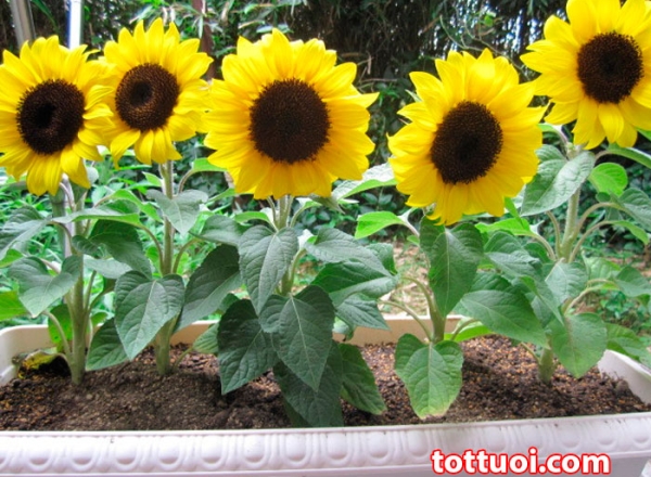 #Hạt_giống hoa hướng dương lùn
