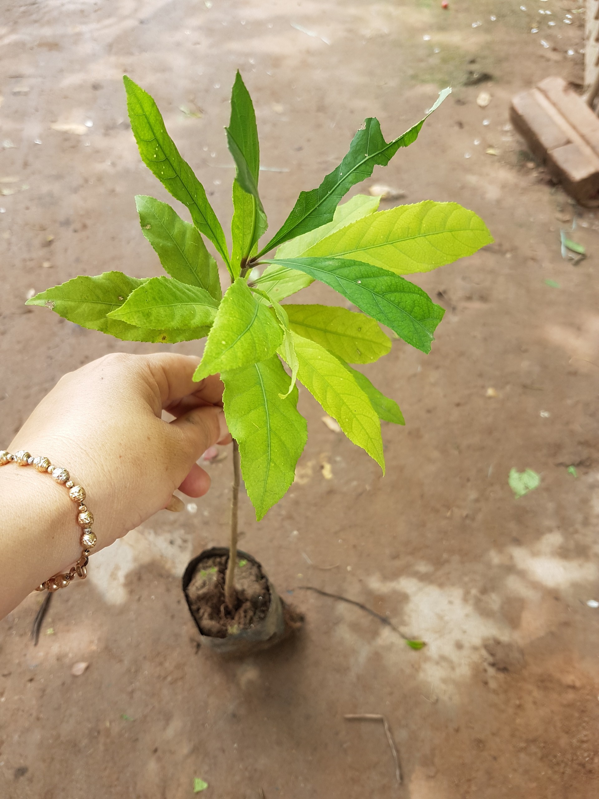 Lộc vừng - Cây giống trong bầu cao 30cm